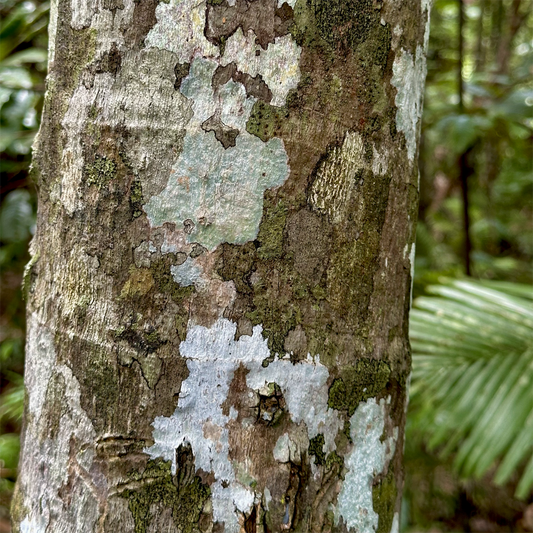 KIM NOLAN | #31 Lichen, Botancial Gardens | 2025 | photographic print | H100 x W100
