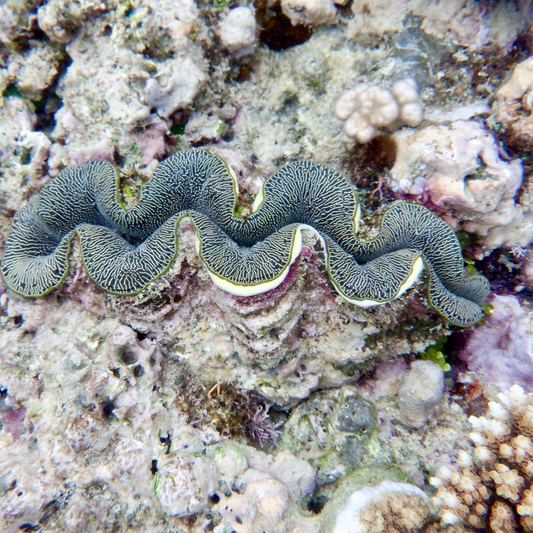 KIM NOLAN | #32 Clam, Great Barrier Reef | 2025 | photographic print | H100 x W100