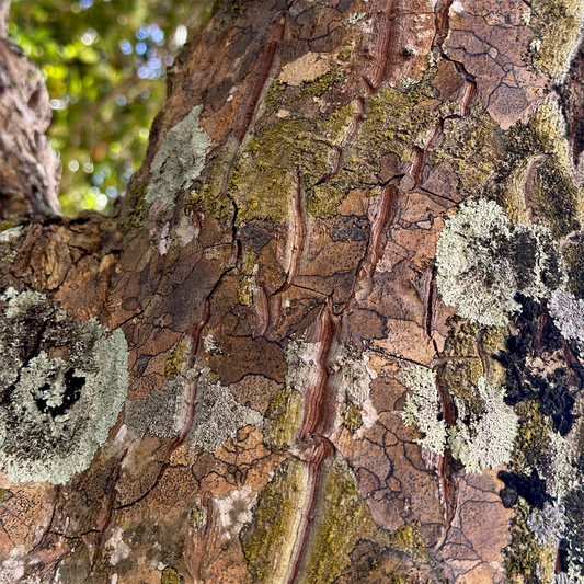 KIM NOLAN | #34 Bark detail, Mission Beach | 2025 | photographic print | H100 x W100