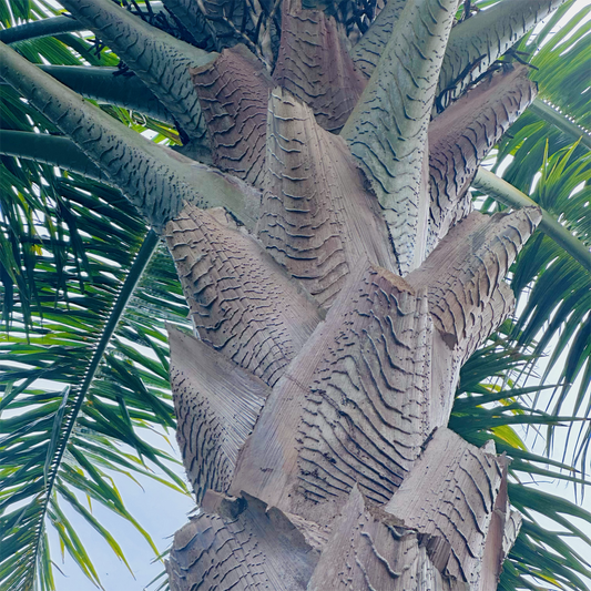 KIM NOLAN | #36 Palm texture, Botanical Gardens | 2025 | photographic print | H100 x W100
