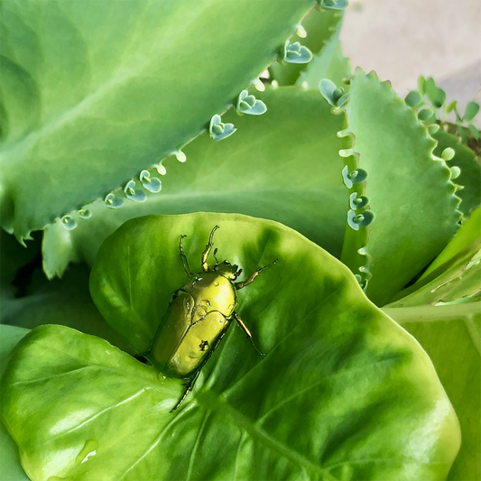KIM NOLAN | #4 Christmas Beetle, Home, Kewarra Beach | 2025 | photographic print | H100 x W100