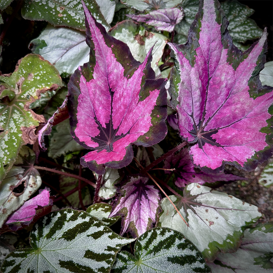 KIM NOLAN | #45 Begonia, Botancial Gardens | 2025 | photographic print | H100 x W100
