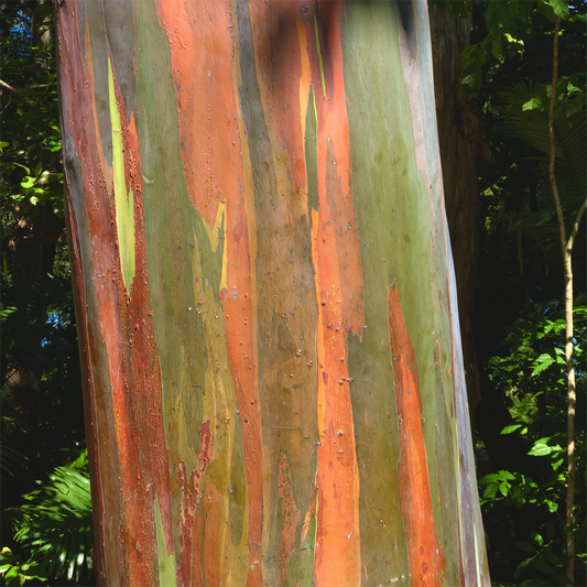 KIM NOLAN | #46 Painted gum, Collins Ave, Cairns | 2025 | photographic print | H100 x W100