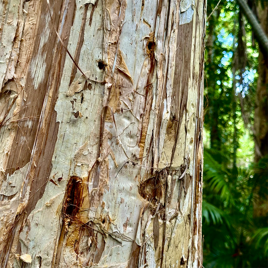 KIM NOLAN | #48 Paperbark, Botanical Gardens | 2025 | photographic print | H100 x W100