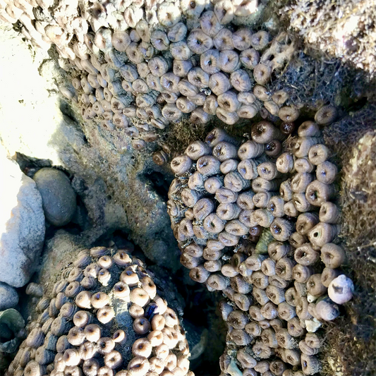KIM NOLAN | #5 Anemones, Pebbly Beach | 2025 | photographic print | H100 x W100
