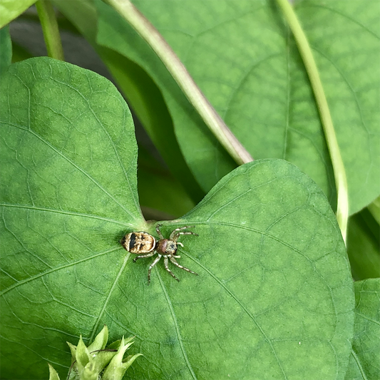 KIM NOLAN | #51 Jumping Spider, Home, Kewarra Beach | 2025 | photographic print | H100 x W100