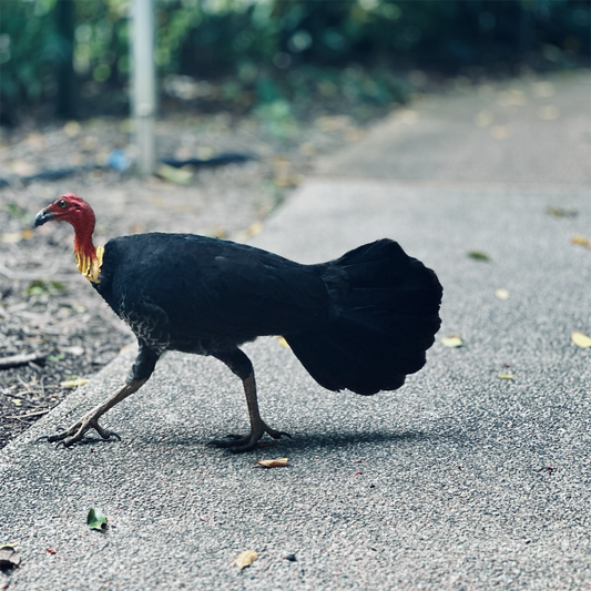 KIM NOLAN | #54 Bush Turkey, Botanical Gardens | 2025 | photographic print | H100 x W100
