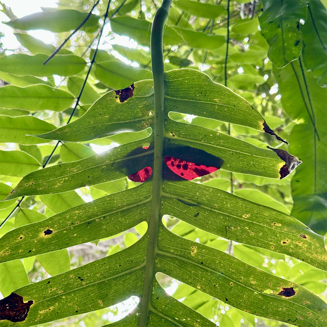 KIM NOLAN | #57 Red leaf on Green leaf, Botanical Gardens | 2025 | photographic print | H100 x W100