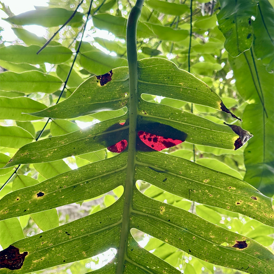 KIM NOLAN | #57 Red leaf on Green leaf, Botanical Gardens | 2025 | photographic print | H100 x W100