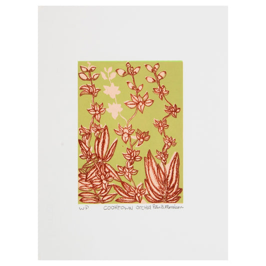 PETER B MORRISON | 'Cooktown Orchid' | 2026 | Plate lithograph | H 195 x W 144 mm