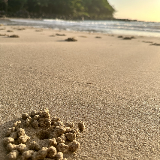 KIM NOLAN | #6 Crab Hole, Eco Village, Mission Beach | 2025 | photographic print | H100 x W100