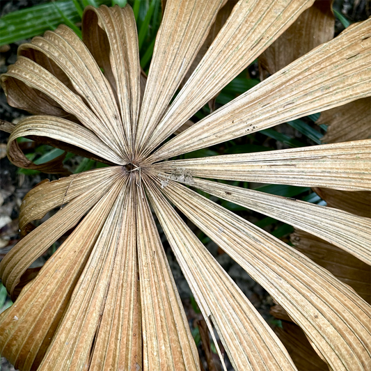 KIM NOLAN | #60 Dried leaf, Botanical Gardens | 2025 | photographic print | H100 x W100