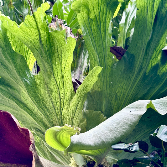 KIM NOLAN | #64 Staghorn detail, Botanicals Gardens | 2025 | photographic print | H100 x W100