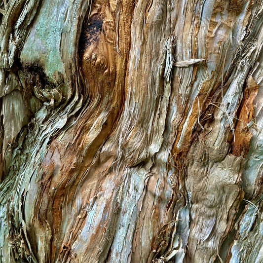KIM NOLAN | #73 Paperbark detail, Botanical Gardens | 2025 | photographic print | H100 x W100