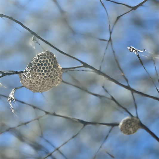KIM NOLAN | #76 Paperwasp nest, Oak Beach | 2025 | photographic print | H100 x W100