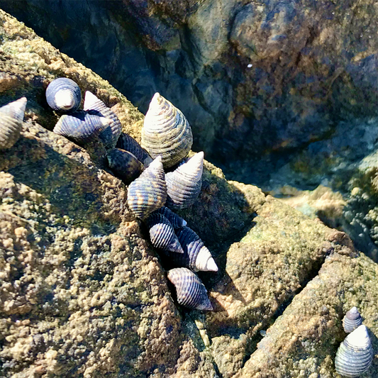 KIM NOLAN | #77 Purple snail shells, Pebbly Beach | 2025 | photographic print | H100 x W100