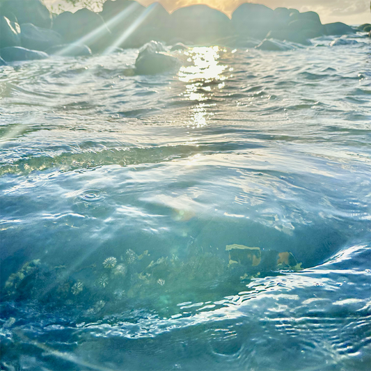 KIM NOLAN | #79 Limpits under water, Mission Beach | 2025 | photographic print | H100 x W100