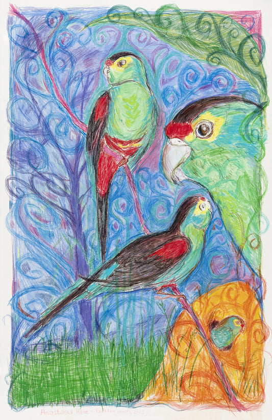 ANASTASIA KLOSE  | 'Paradise Parrot' | Oil pastel / dry pastel / pencil drawing