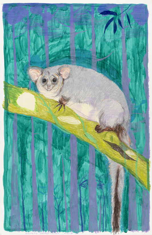ANASTASIA KLOSE | 'Northern Greater Glider' | Ink + pencil drawing