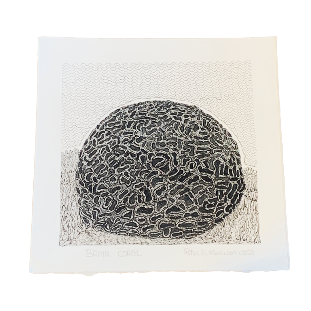 PETER B MORRISON | ‘Brain Coral’ | Pen + Ink drawing