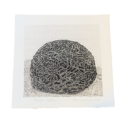 PETER B MORRISON | ‘Brain Coral’ | Pen + Ink drawing