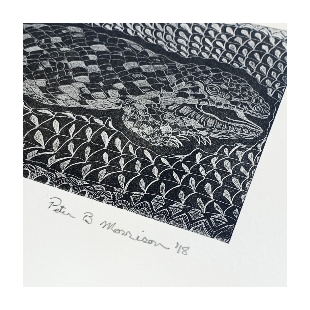PETER B MORRISON | ‘SHINGLEBACK LIZARD’ TP 2/2 | Etching