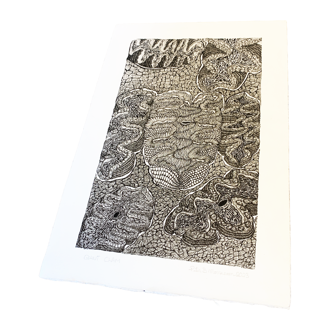 PETER B MORRISON | ‘Giant Clam II’ | Pen + Ink drawing
