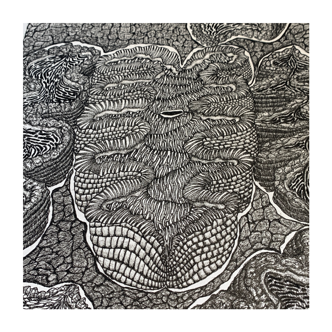 PETER B MORRISON | ‘Giant Clam II’ | Pen + Ink drawing