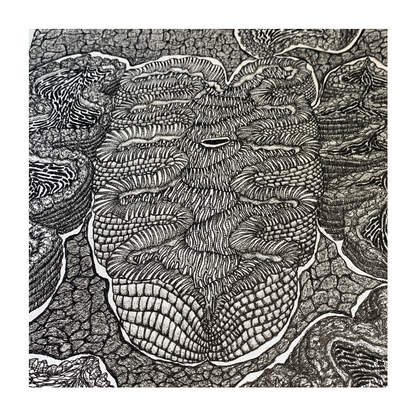 PETER B MORRISON | ‘Giant Clam II’ | Pen + Ink drawing