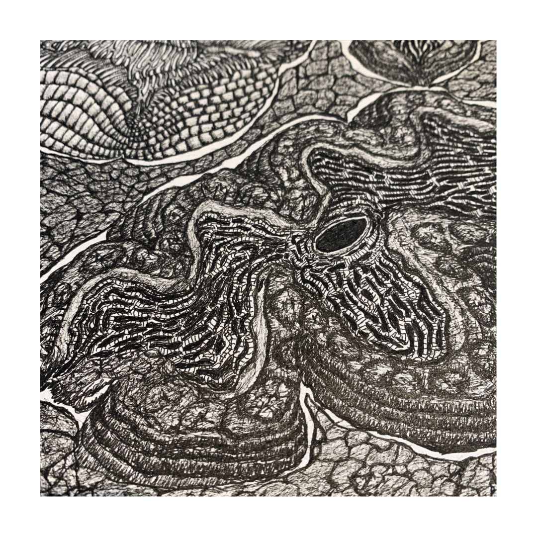 PETER B MORRISON | ‘Giant Clam II’ | Pen + Ink drawing