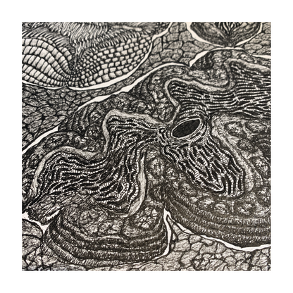 PETER B MORRISON | ‘Giant Clam II’ | Pen + Ink drawing
