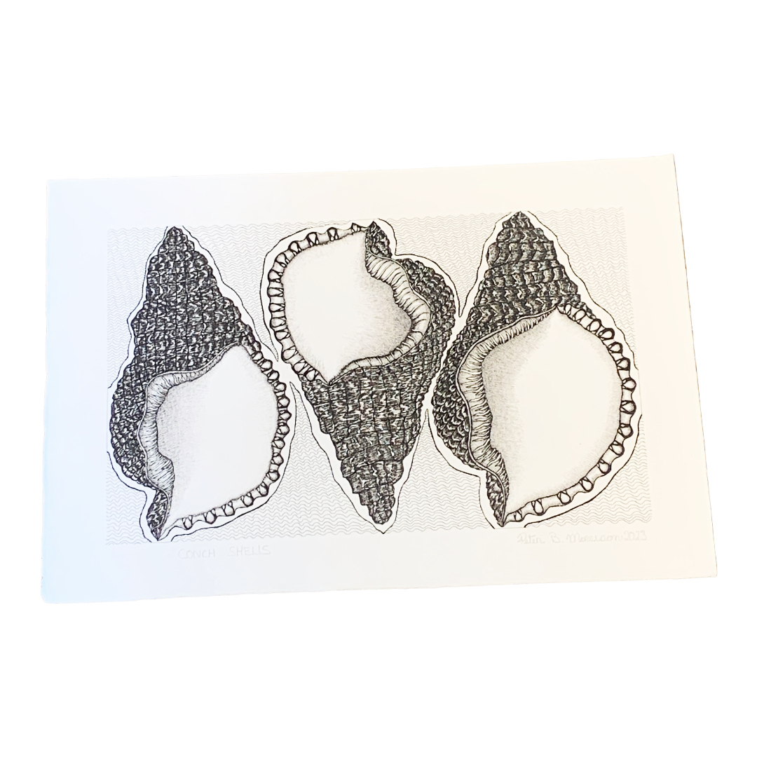 PETER B MORRISON | ‘Conch Shells' | Pen + Ink drawing