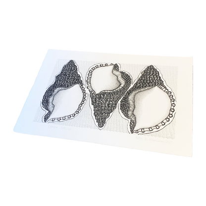 PETER B MORRISON | ‘Conch Shells' | Pen + Ink drawing