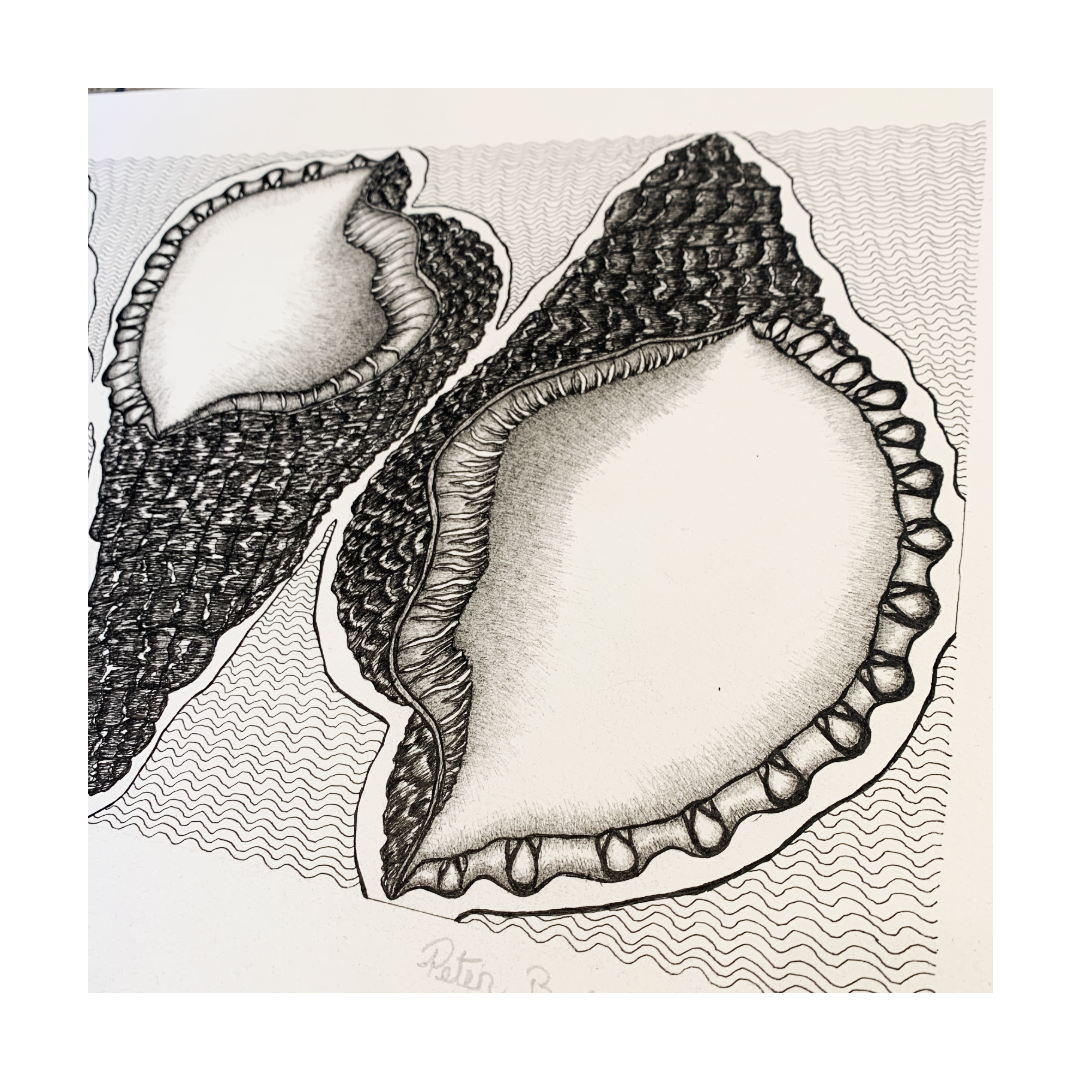 PETER B MORRISON | ‘Conch Shells' | Pen + Ink drawing