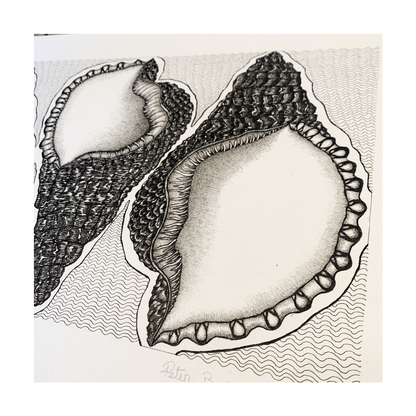 PETER B MORRISON | ‘Conch Shells' | Pen + Ink drawing