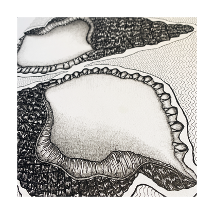 PETER B MORRISON | ‘Conch Shells' | Pen + Ink drawing