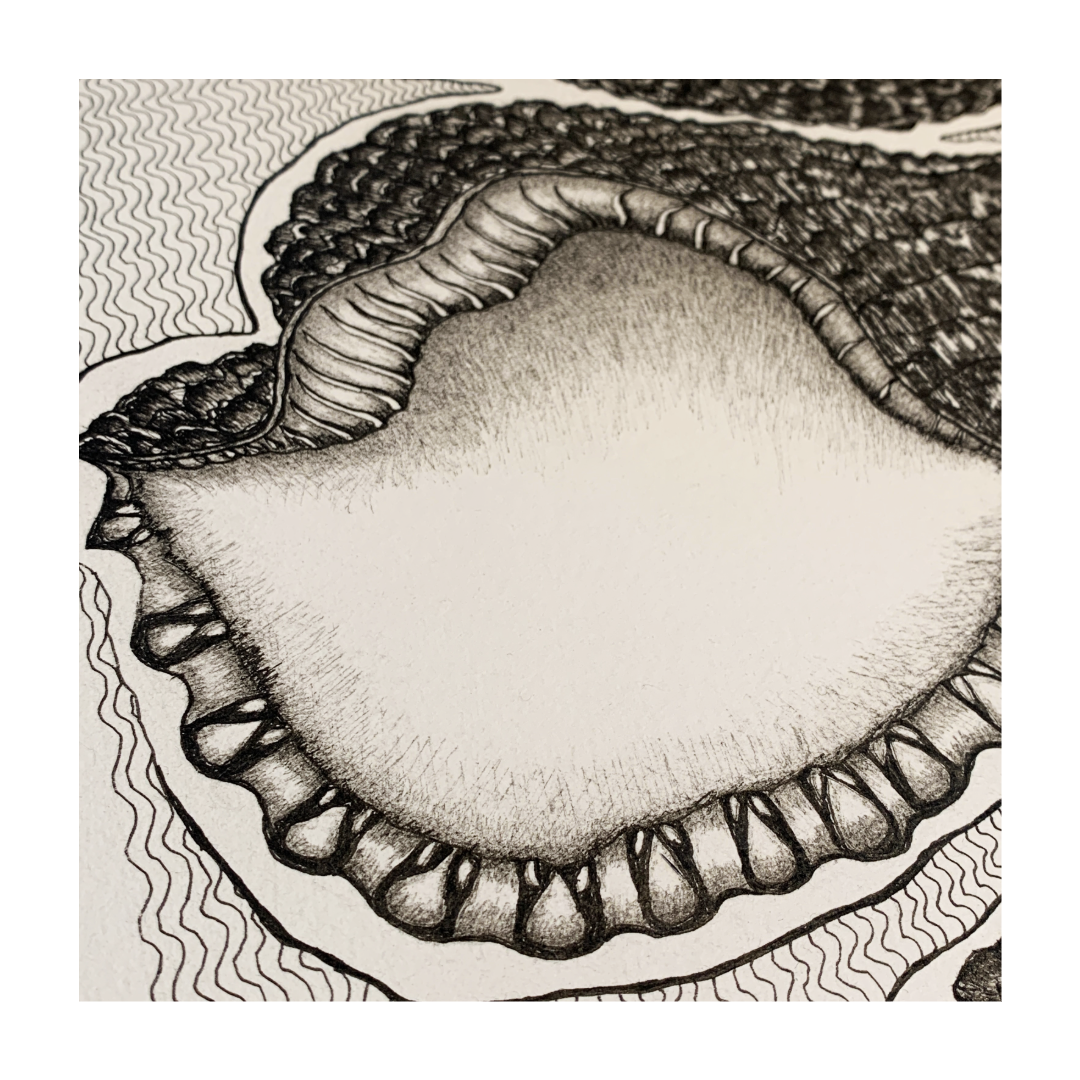 PETER B MORRISON | ‘Conch Shells' | Pen + Ink drawing