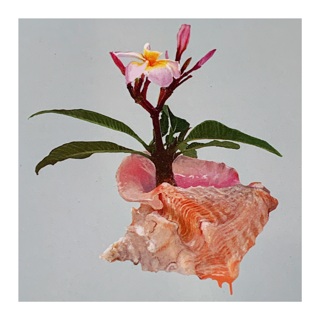 HANNAH MURRAY | 'Drifting away on a tropical breeze' | Gift Card / Recycled paper