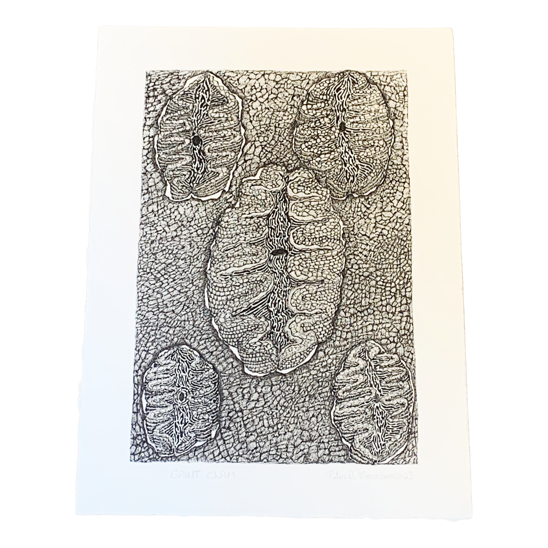 PETER B MORRISON | ‘Giant Clam’ | Pen + Ink drawing