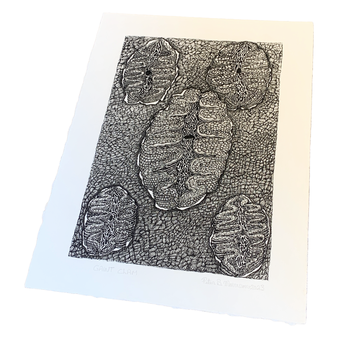 PETER B MORRISON | ‘Giant Clam’ | Pen + Ink drawing