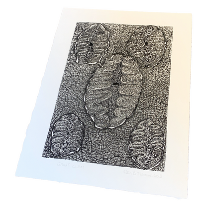 PETER B MORRISON | ‘Giant Clam’ | Pen + Ink drawing