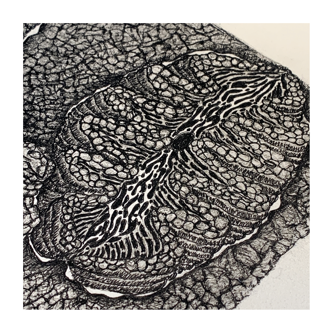PETER B MORRISON | ‘Giant Clam’ | Pen + Ink drawing