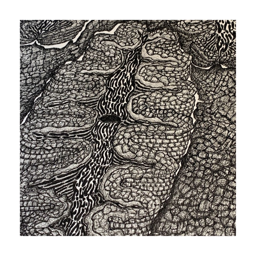 PETER B MORRISON | ‘Giant Clam’ | Pen + Ink drawing