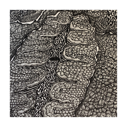 PETER B MORRISON | ‘Giant Clam’ | Pen + Ink drawing