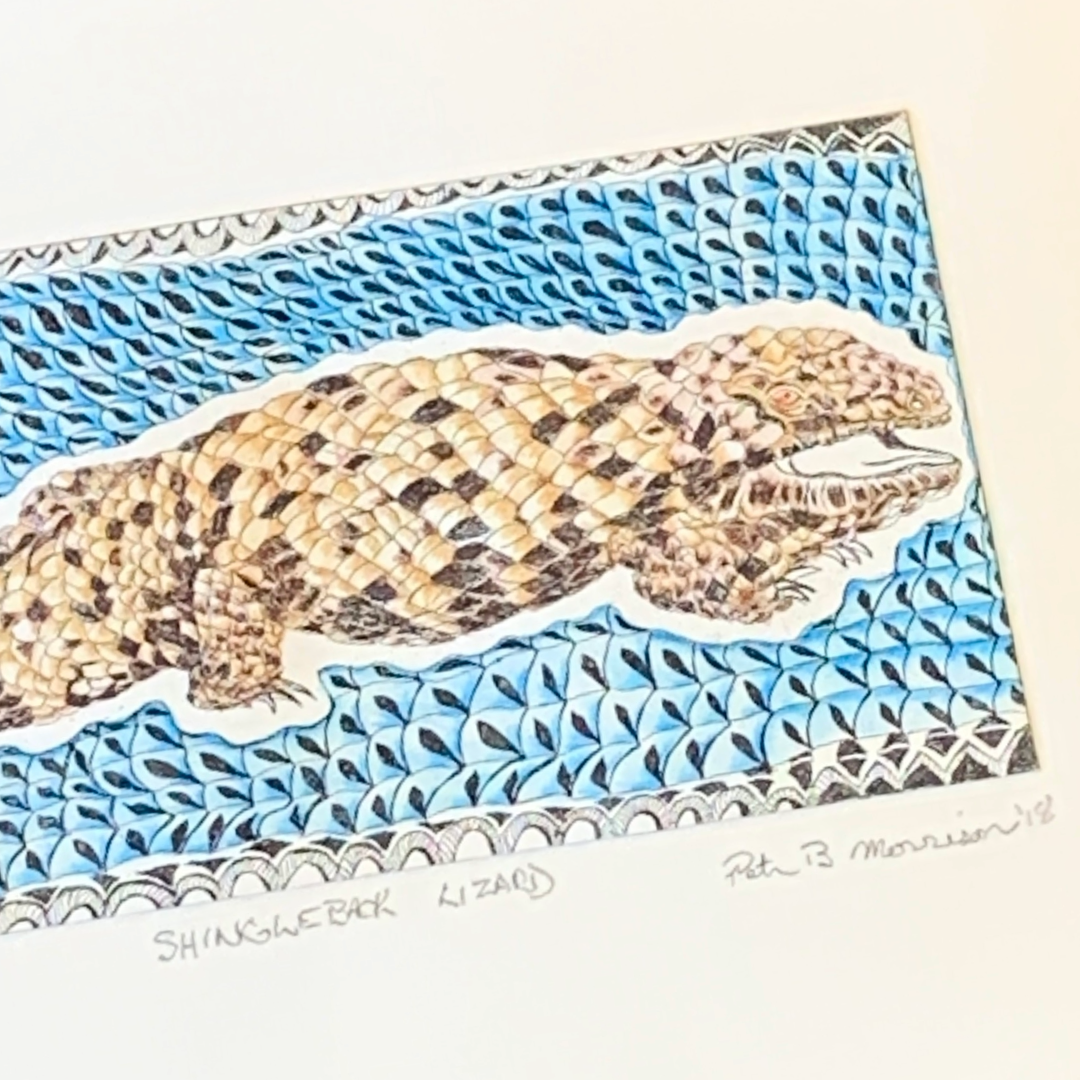 PETER B MORRISON | ‘SHINGLEBACK LIZARD’ TP1/2 | Etching / watercolour