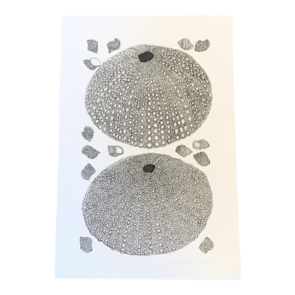 PETER B MORRISON | ‘Sea Urchin’ | Pen + Ink drawing