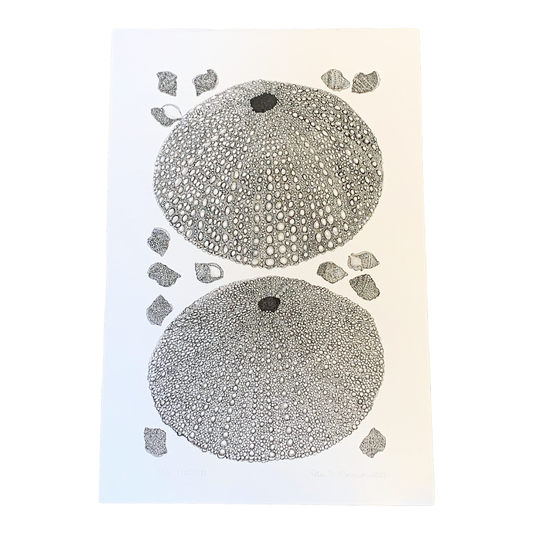 PETER B MORRISON | ‘Sea Urchin’ | Pen + Ink drawing
