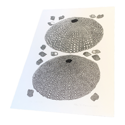 PETER B MORRISON | ‘Sea Urchin’ | Pen + Ink drawing