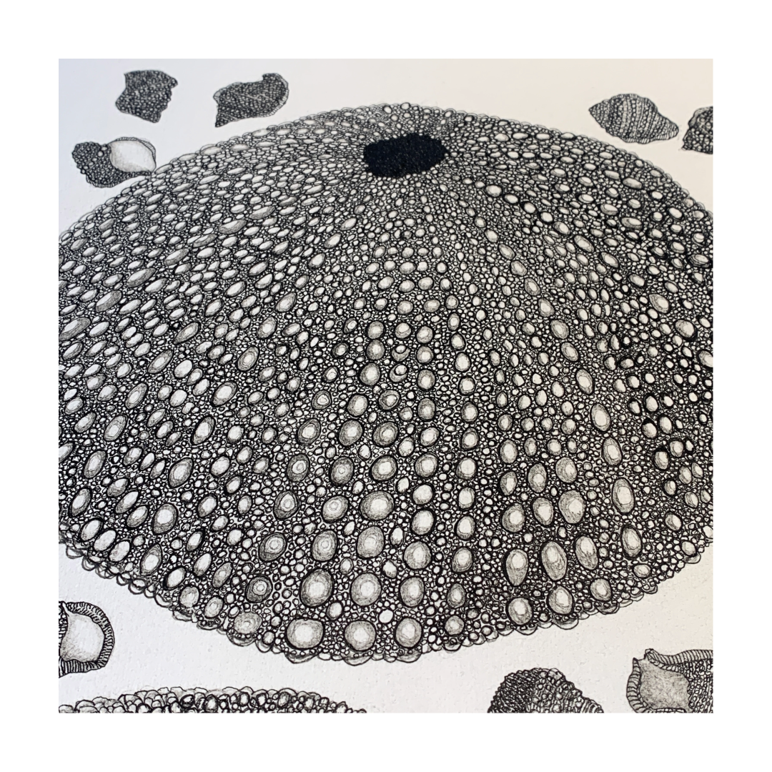 PETER B MORRISON | ‘Sea Urchin’ | Pen + Ink drawing
