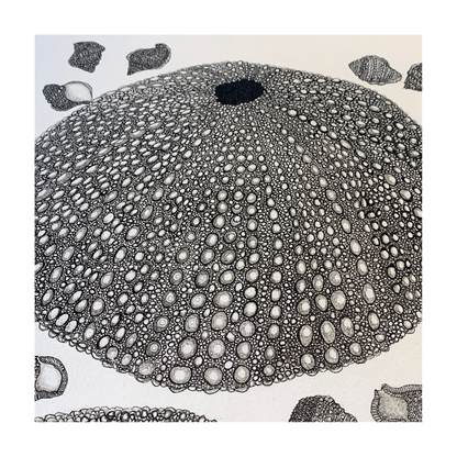 PETER B MORRISON | ‘Sea Urchin’ | Pen + Ink drawing